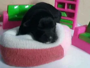 Cachorro raça Sem raça definida  idade Abaixo de 2 meses nome Quartzo