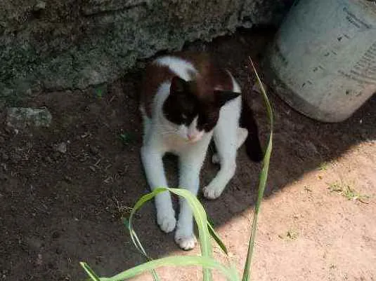 Gato ra a Siamês idade 1 ano nome Mário