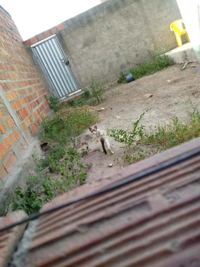 Gato ra a Siamês idade 1 ano nome Mário