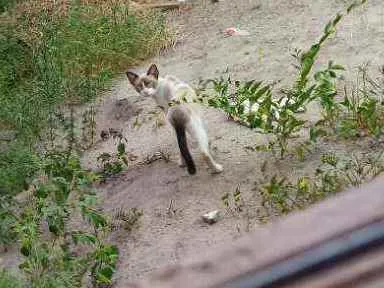 Gato ra a Siamês idade 1 ano nome Mário