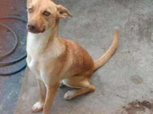 Cachorro raça Vira lata idade 2 a 6 meses nome Lupita
