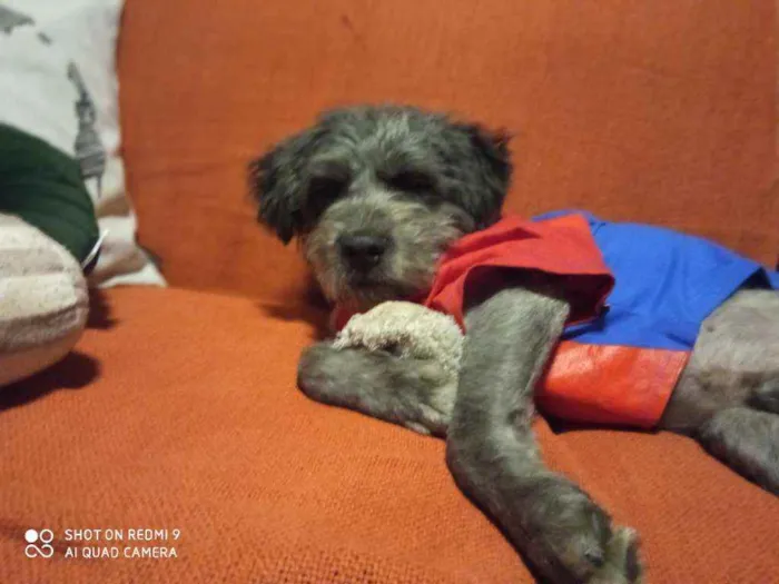 Cachorro raça Schnauzer mestiço  idade 1 ano nome Buba