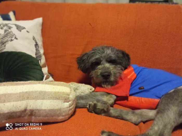 Cachorro raça Schnauzer mestiço  idade 1 ano nome Buba