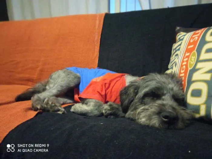 Cachorro raça Schnauzer mestiço  idade 1 ano nome Buba