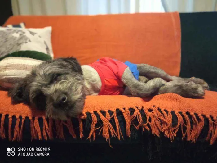 Cachorro raça Schnauzer mestiço  idade 1 ano nome Buba