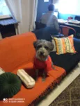 Cachorro raça Schnauzer mestiço  idade 1 ano nome Buba