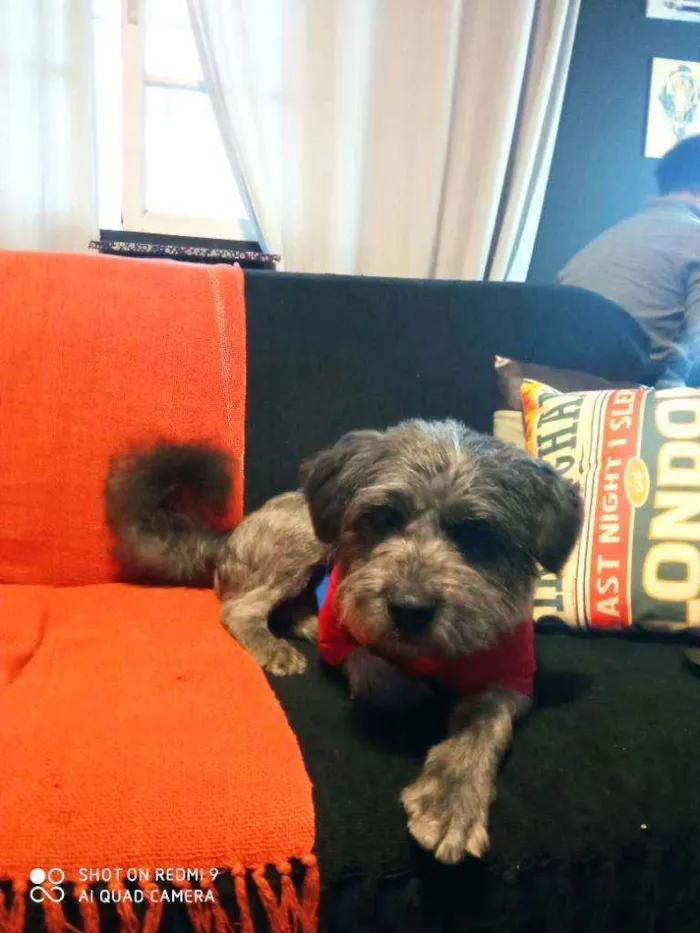 Cachorro raça Schnauzer mestiço  idade 1 ano nome Buba