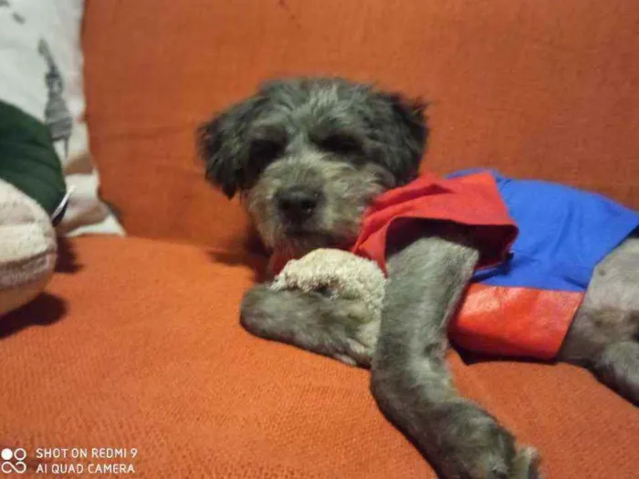 Cachorro raça Schnauzer mestiço  idade 1 ano nome Buba