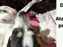 Cachorro raça Pinscher idade  nome Princesa 