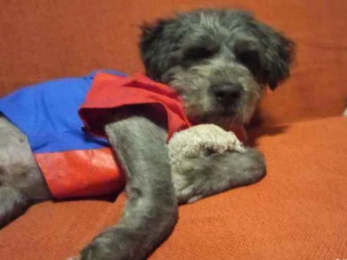 Cachorro raça Schnauzer mestiço  idade 1 ano nome Buba
