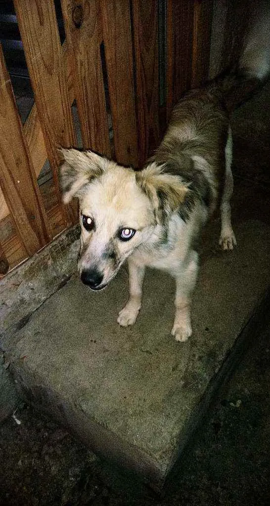 Cachorro ra a Mestiço idade 2 a 6 meses nome Ralf