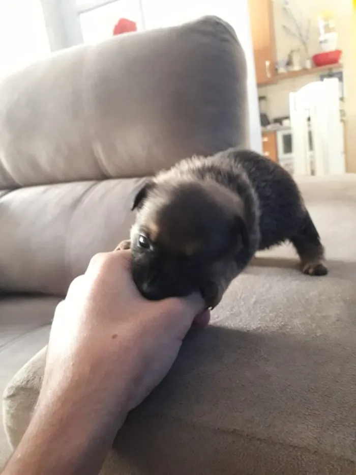 Cachorro raça  idade Abaixo de 2 meses nome Ainda nao dei nome