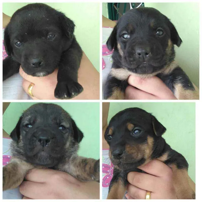 Cachorro raça Vira lata idade  nome Lara