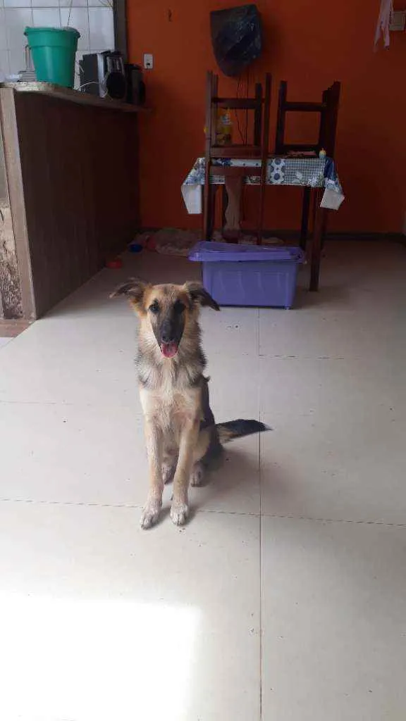 Cachorro ra a Sr idade 7 a 11 meses nome Mila