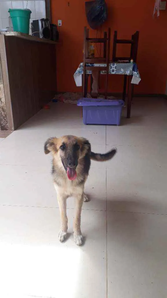 Cachorro ra a Sr idade 7 a 11 meses nome Mila