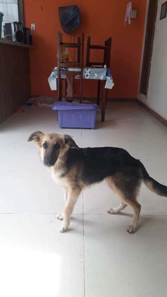 Cachorro ra a Sr idade 7 a 11 meses nome Mila