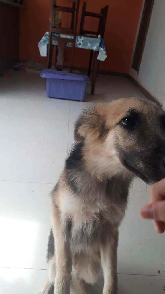 Cachorro ra a Sr idade 7 a 11 meses nome Mila