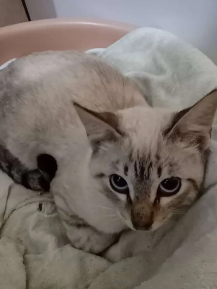 Gato ra a  idade 2 a 6 meses nome Raquel