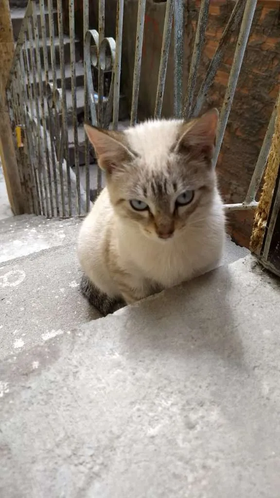 Gato ra a  idade 2 a 6 meses nome Raquel
