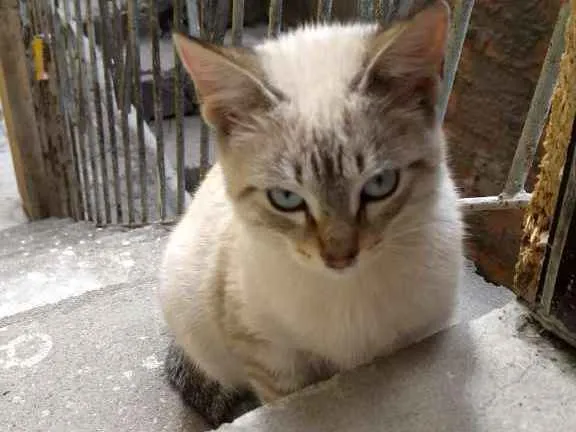 Gato ra a  idade 2 a 6 meses nome Raquel