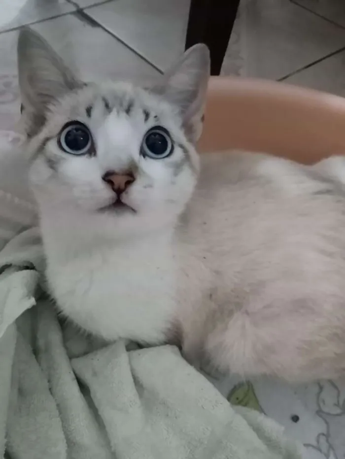 Gato ra a  idade 2 a 6 meses nome Ruth
