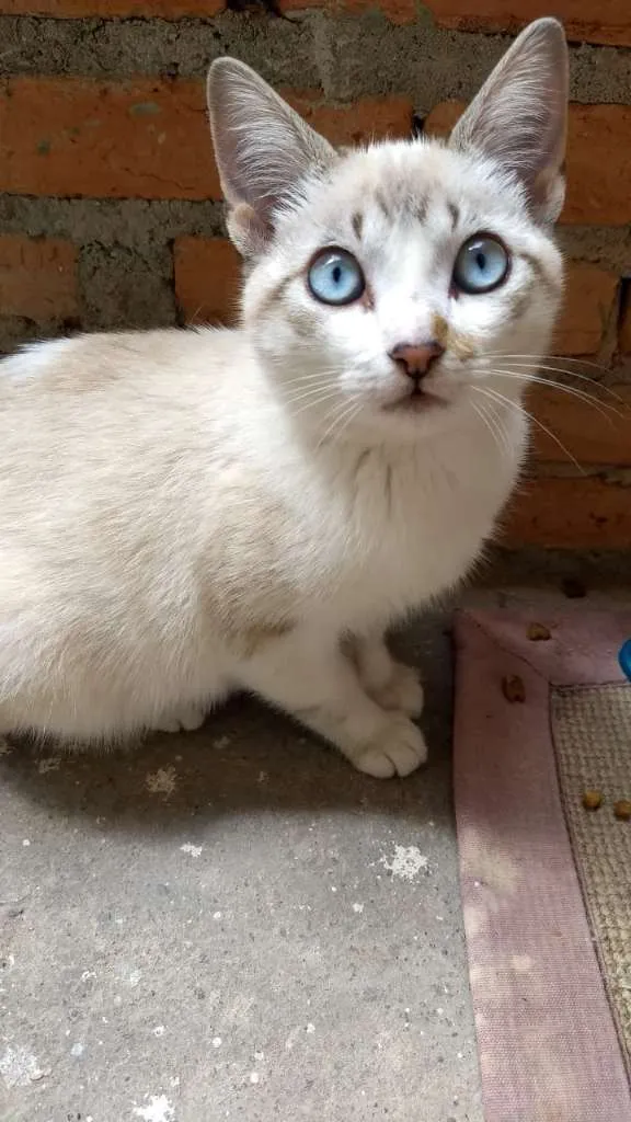 Gato ra a  idade 2 a 6 meses nome Ruth