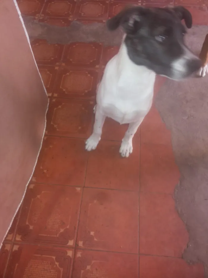 Cachorro ra a vira-lata idade 2 a 6 meses nome Thor