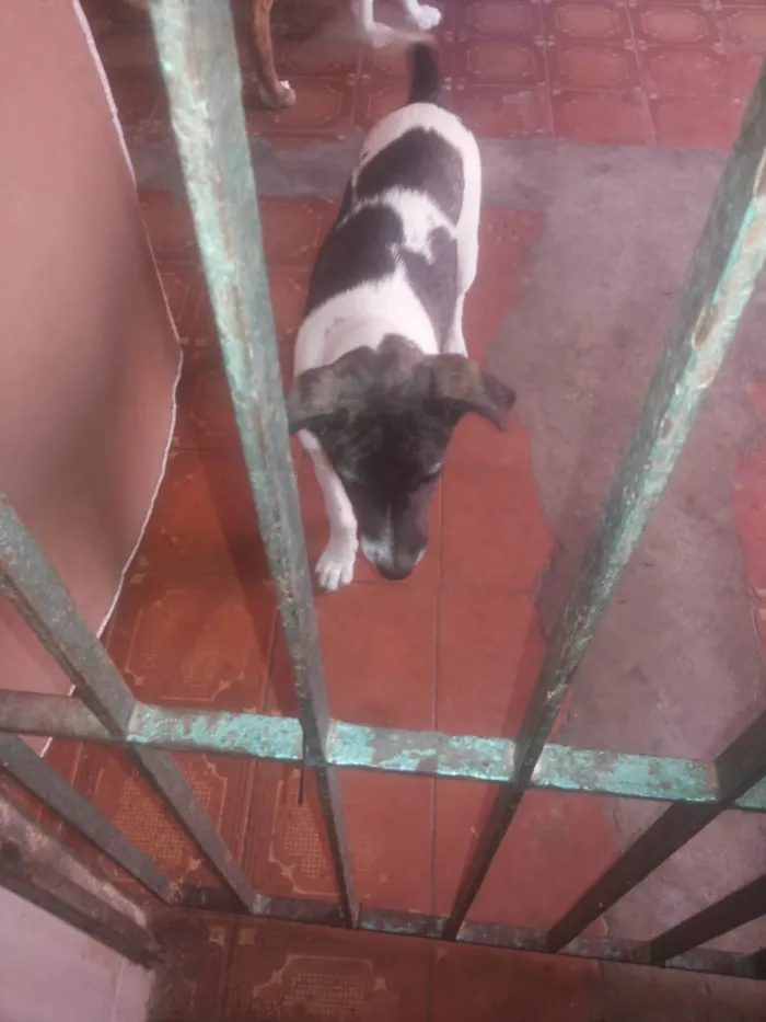 Cachorro ra a vira-lata idade 2 a 6 meses nome Thor