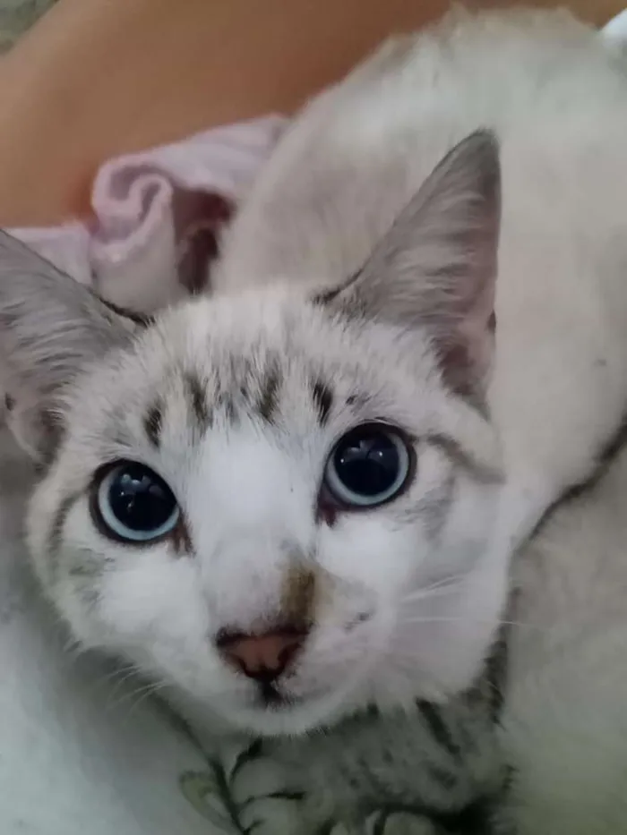 Gato ra a  idade 2 a 6 meses nome Ruth