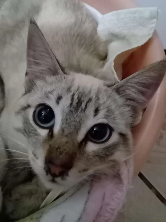 Gato ra a  idade 2 a 6 meses nome Raquel
