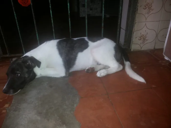 Cachorro ra a vira-lata idade 2 a 6 meses nome Thor