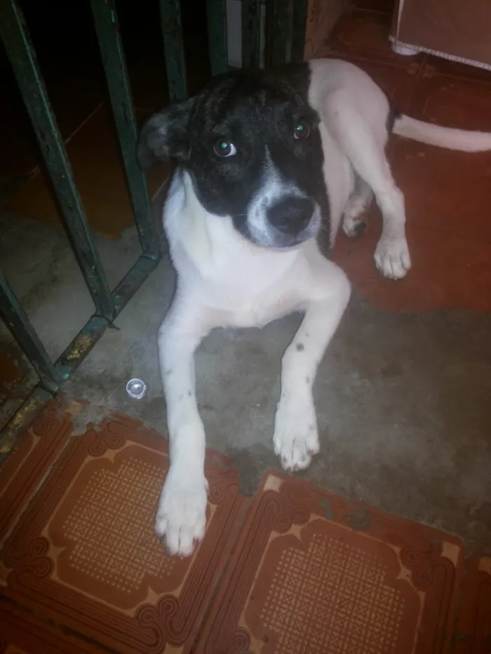 Cachorro ra a vira-lata idade 2 a 6 meses nome Thor