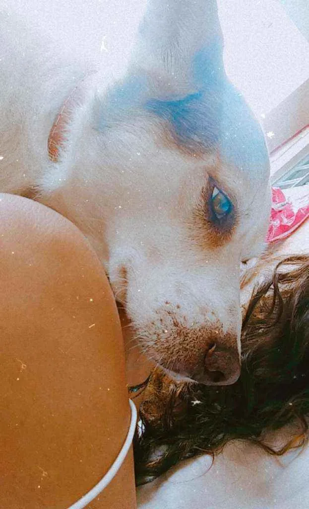 Cachorro ra a Sem raça definida idade 4 anos nome Fred