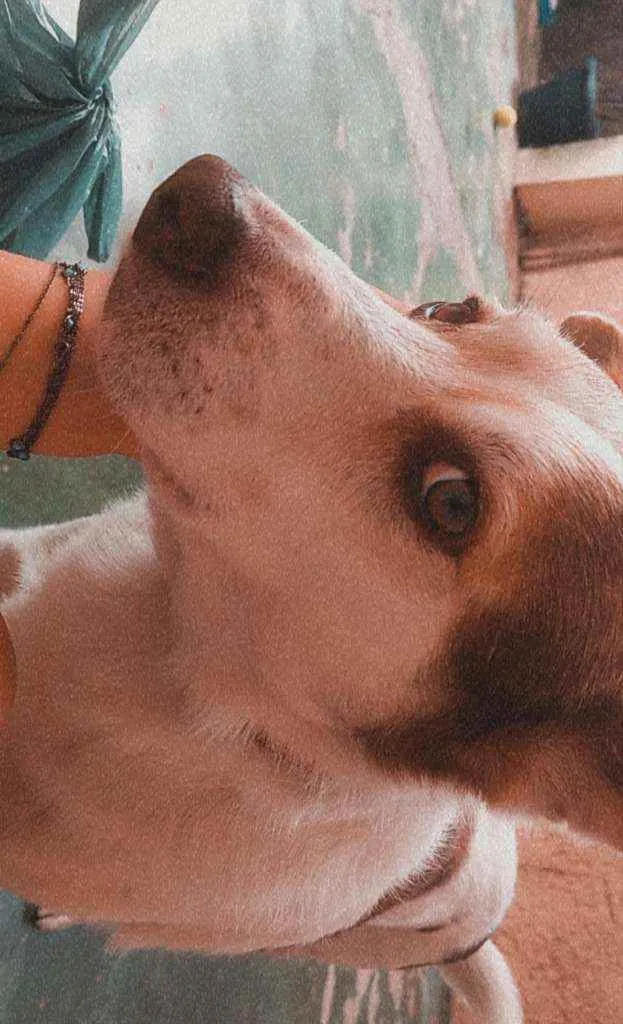 Cachorro ra a Sem raça definida idade 4 anos nome Fred