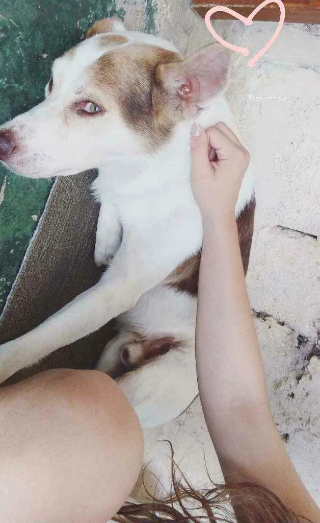 Cachorro ra a Sem raça definida idade 4 anos nome Fred