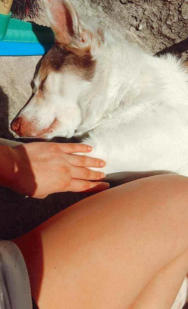 Cachorro ra a Sem raça definida idade 4 anos nome Fred