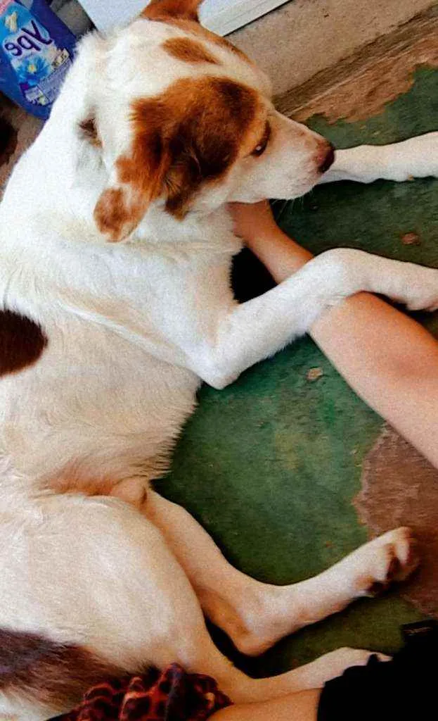 Cachorro ra a Sem raça definida idade 4 anos nome Fred