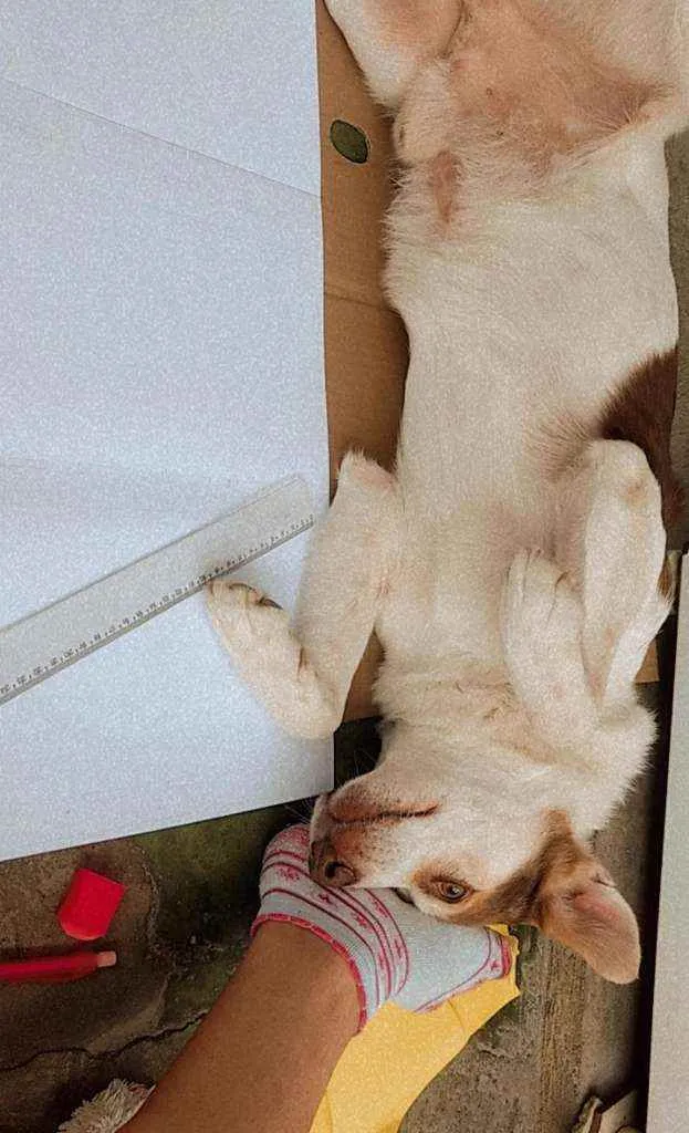 Cachorro ra a Sem raça definida idade 4 anos nome Fred