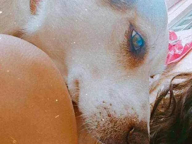 Cachorro ra a Sem raça definida idade 4 anos nome Fred