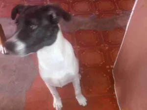 Cachorro raça vira-lata idade 2 a 6 meses nome Thor