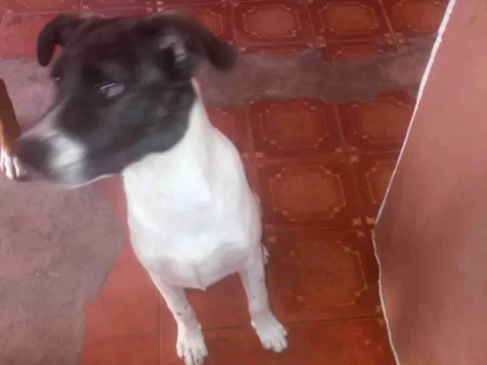 Cachorro ra a vira-lata idade 2 a 6 meses nome Thor