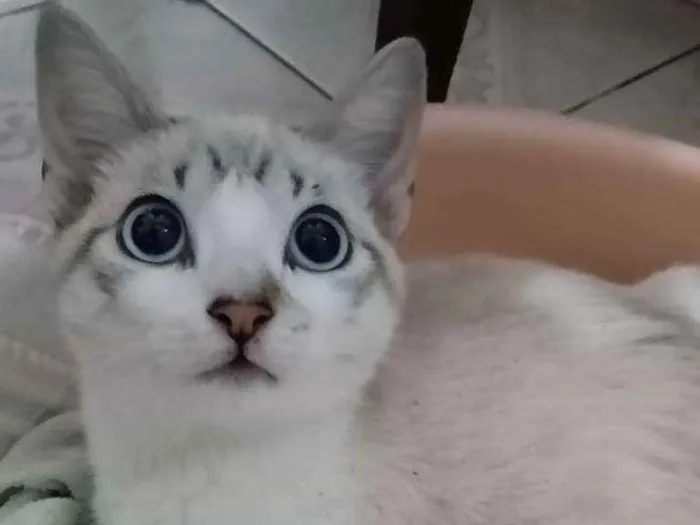 Gato ra a  idade 2 a 6 meses nome Ruth