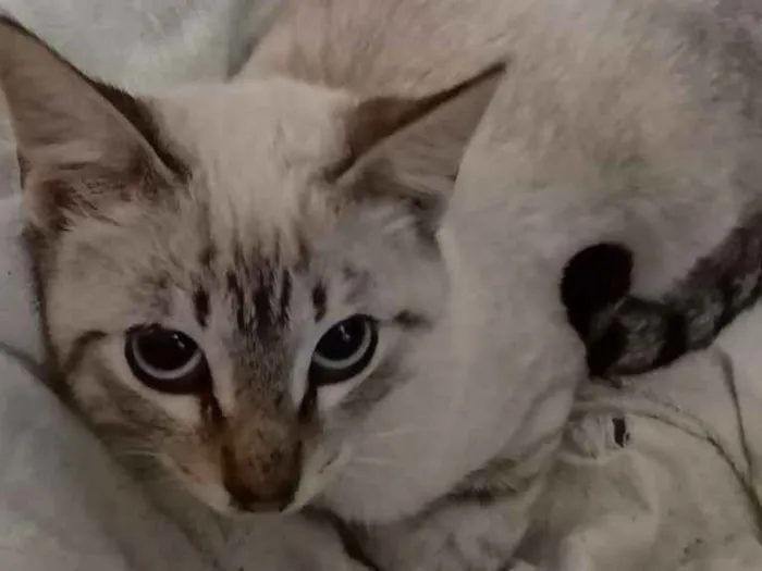 Gato ra a  idade 2 a 6 meses nome Raquel