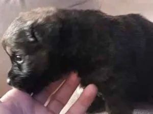 Cachorro raça  idade Abaixo de 2 meses nome Ainda nao dei nome