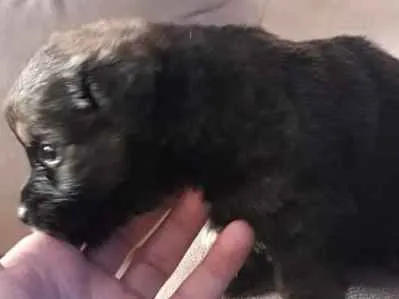 Cachorro raça  idade Abaixo de 2 meses nome Ainda nao dei nome