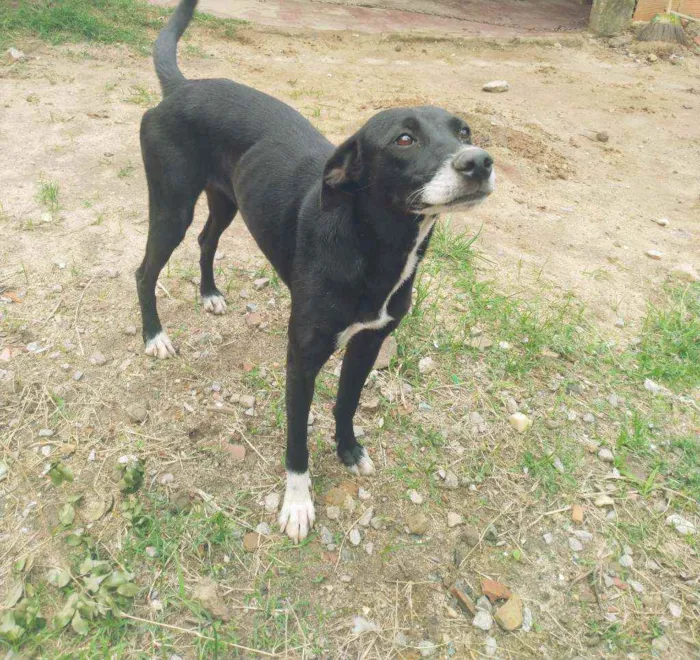 Cachorro ra a Mestiça (Vira lata) idade 1 ano nome Sem nome