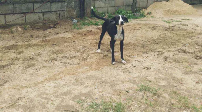 Cachorro ra a Mestiça (Vira lata) idade 1 ano nome Sem nome