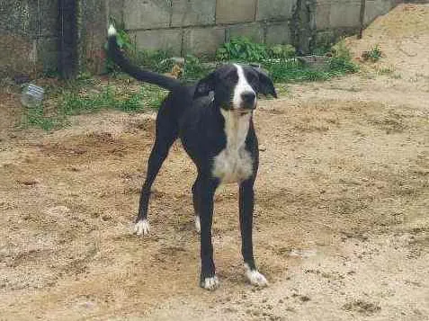 Cachorro ra a Mestiça (Vira lata) idade 1 ano nome Sem nome