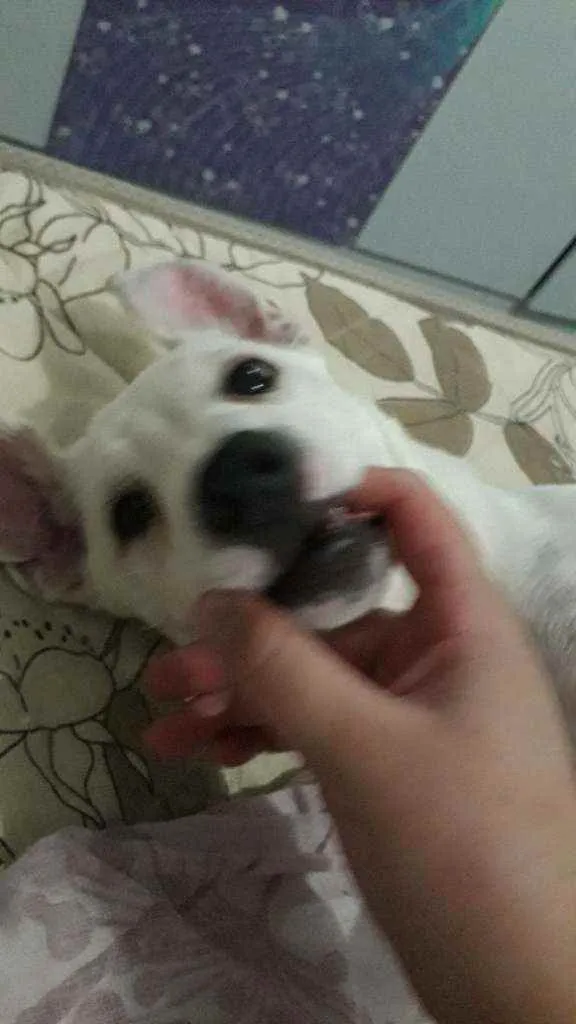 Cachorro ra a Sem Raça Definida  idade 2 a 6 meses nome Apolo