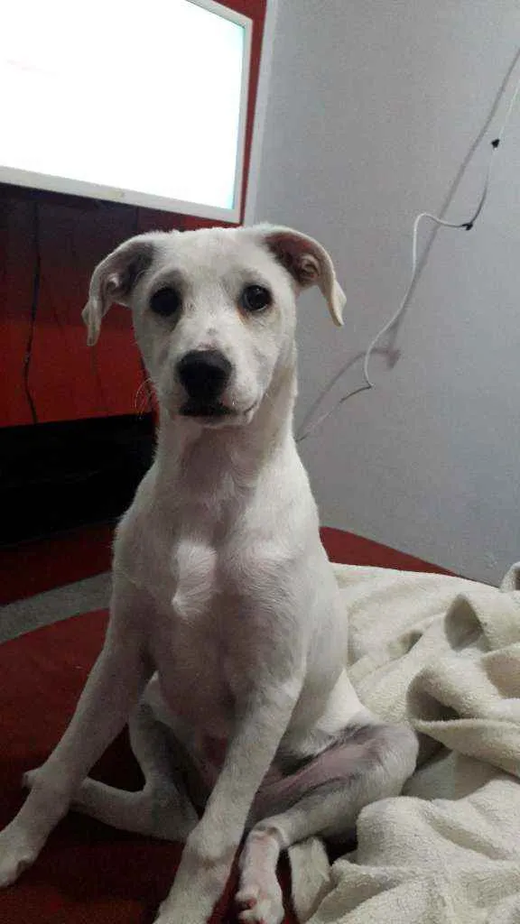 Cachorro ra a Sem Raça Definida  idade 2 a 6 meses nome Apolo